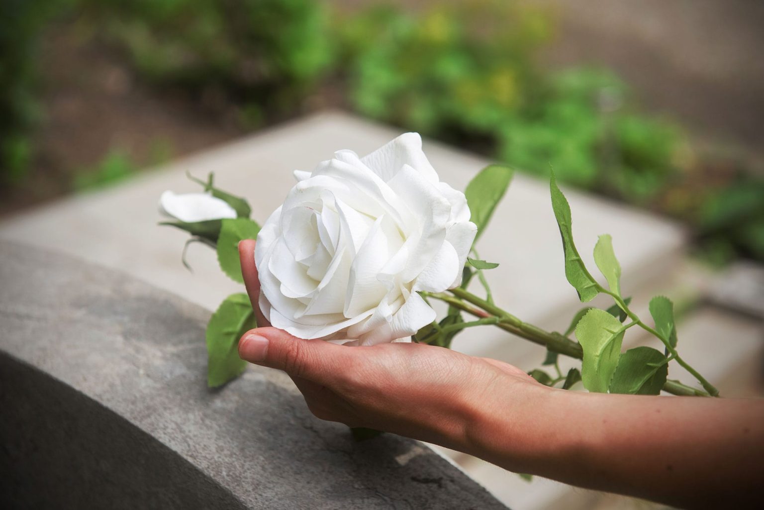 Photo d'une rose sur une tombe